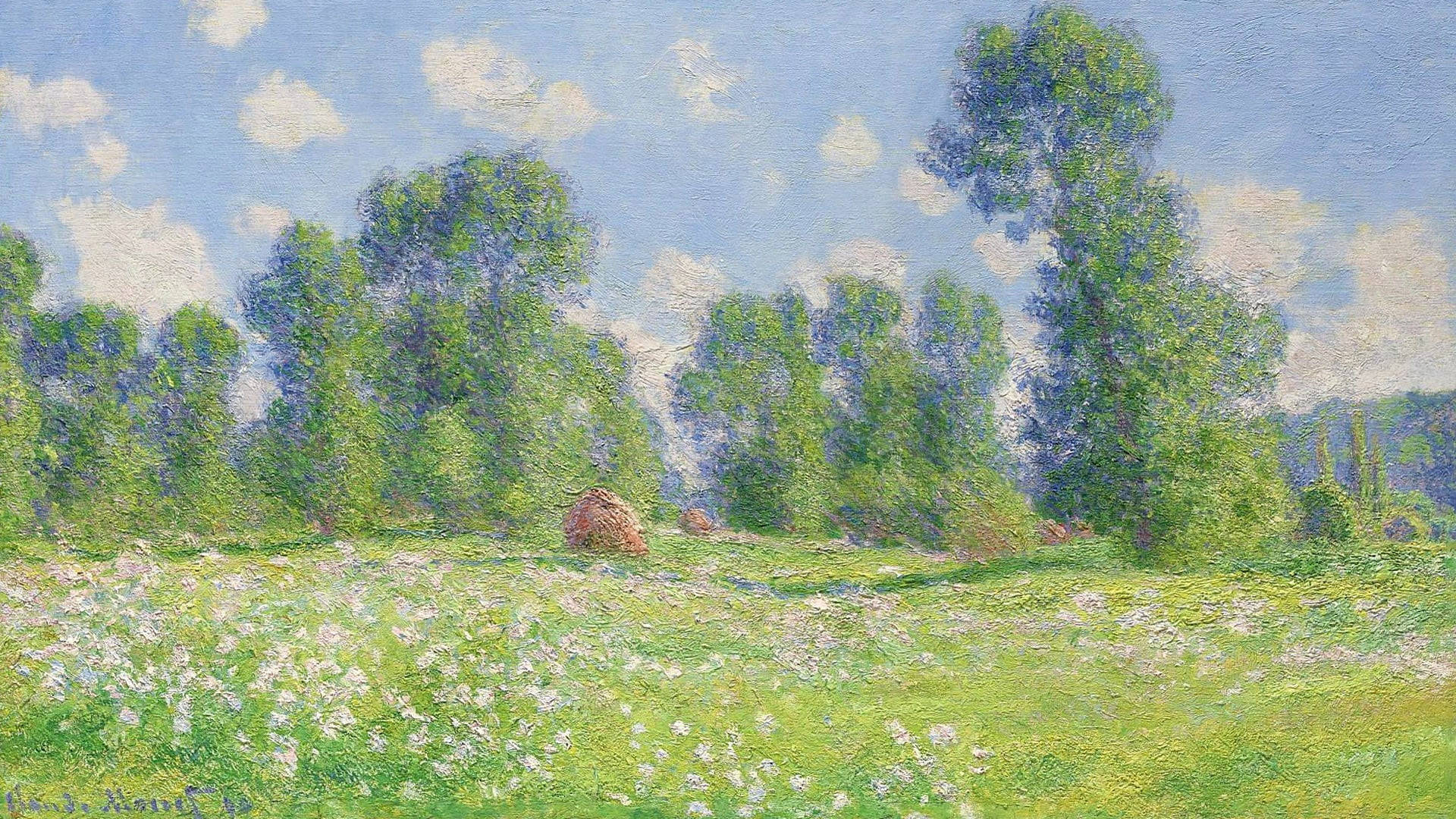 flower field, sunlit meadow, white wildflowers, Full HD Desktop Wallpaper