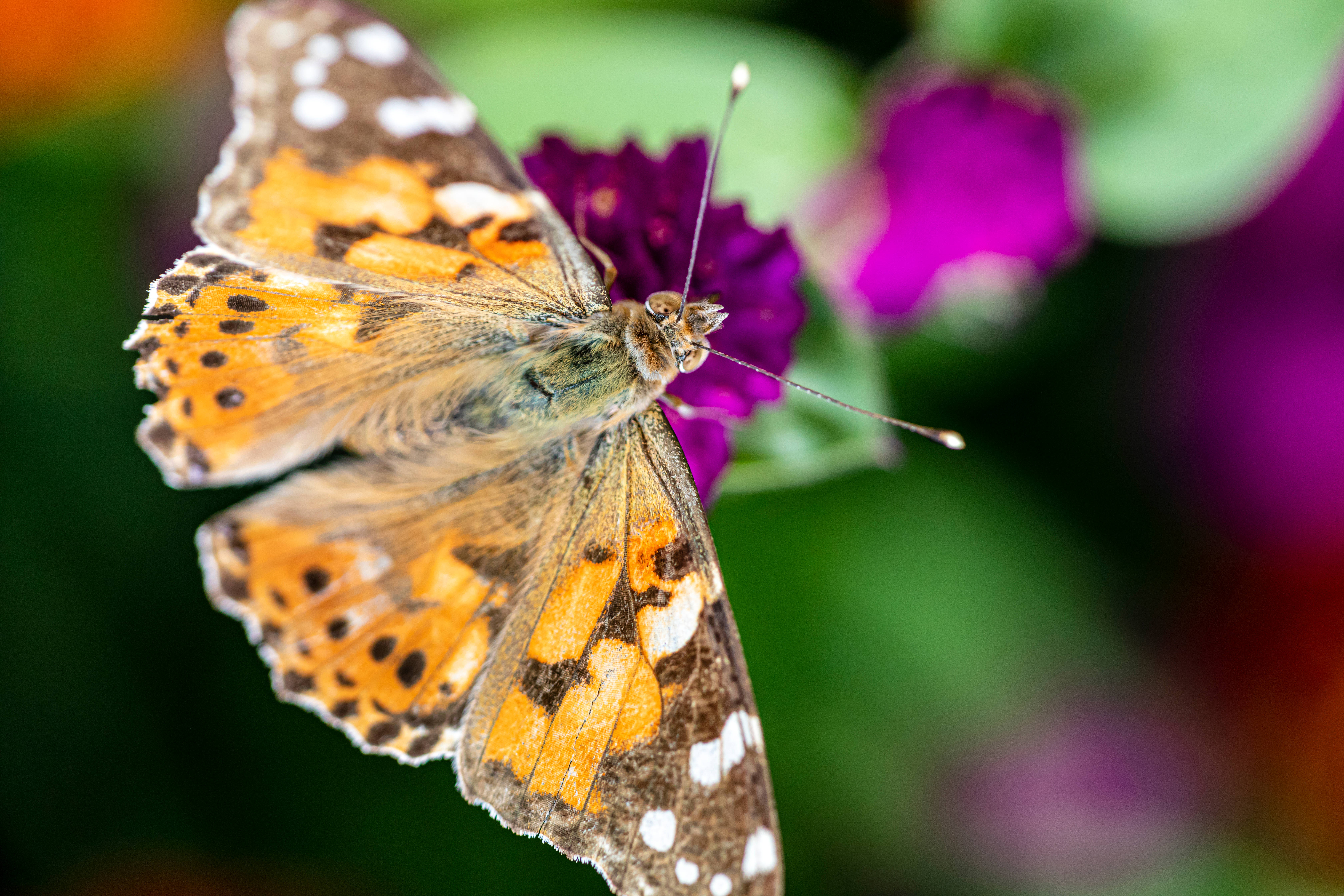 painted lady butterfly, purple flower, vibrant purple, 5K Desktop Wallpaper