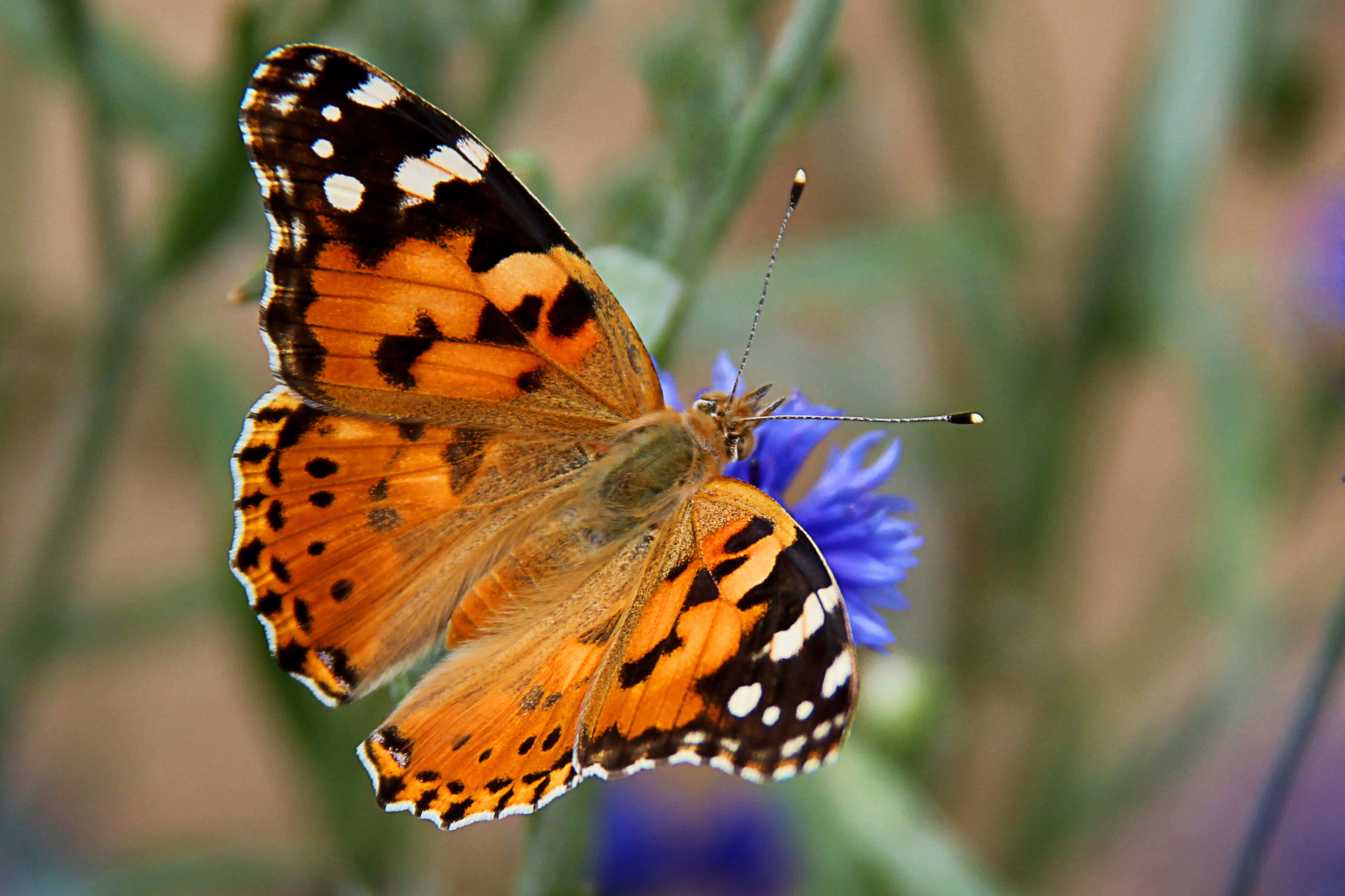 Painted Lady Butterfly, blue cornflower, sunlit garden, 5K Desktop Wallpaper