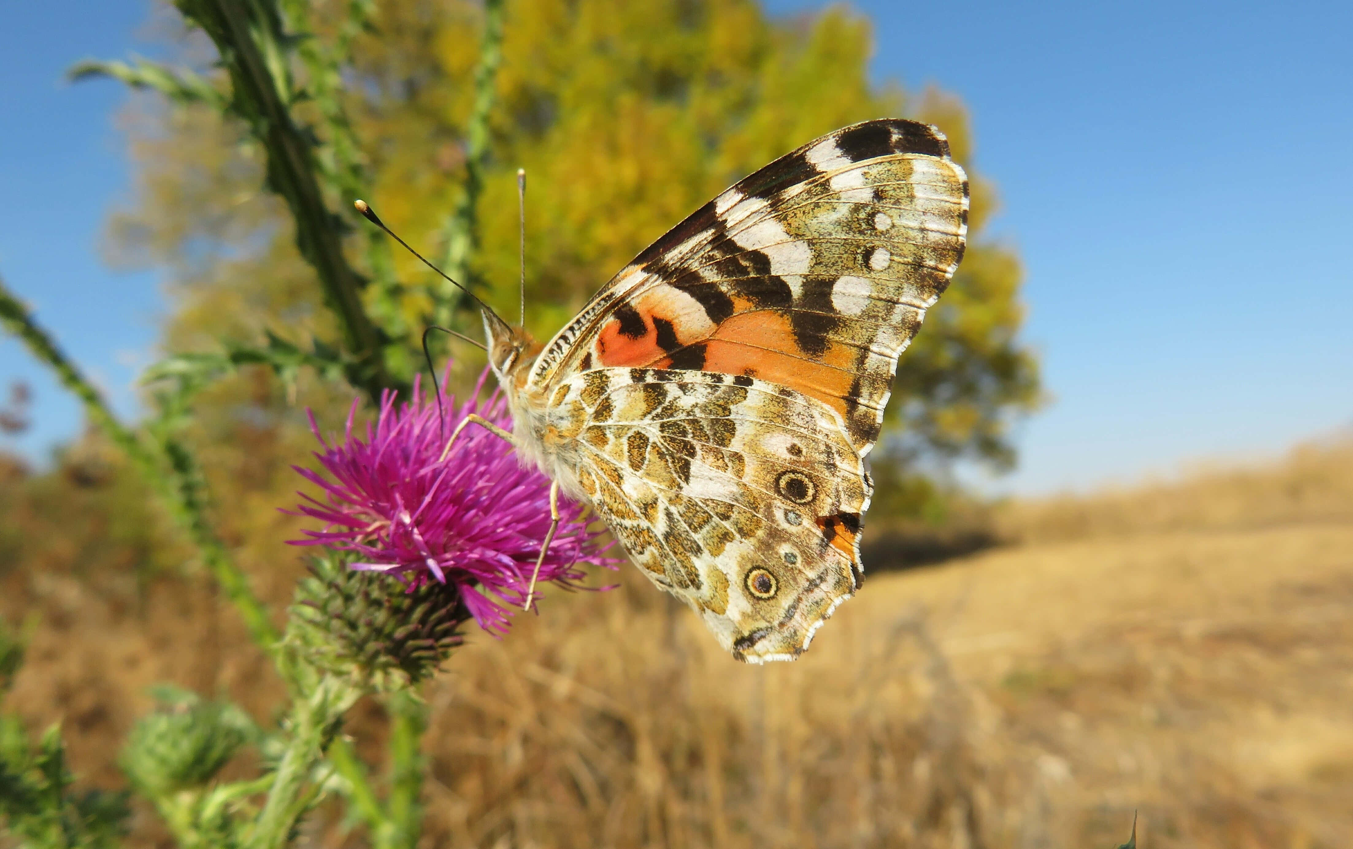 painted lady butterfly, thistle, orange brown, 4K Desktop Wallpaper