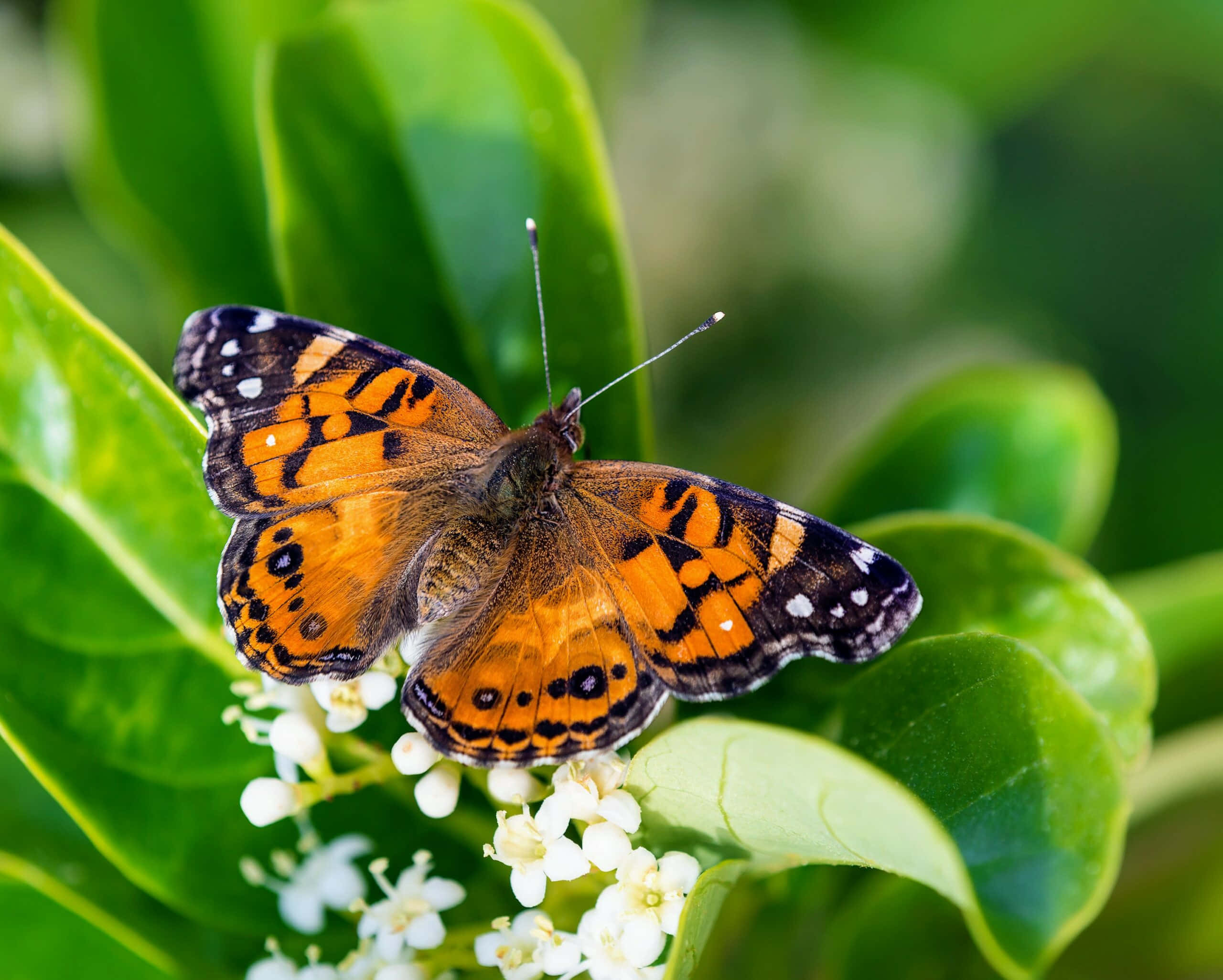 Painted Lady Butterfly, orange, black, 2K Desktop Wallpaper