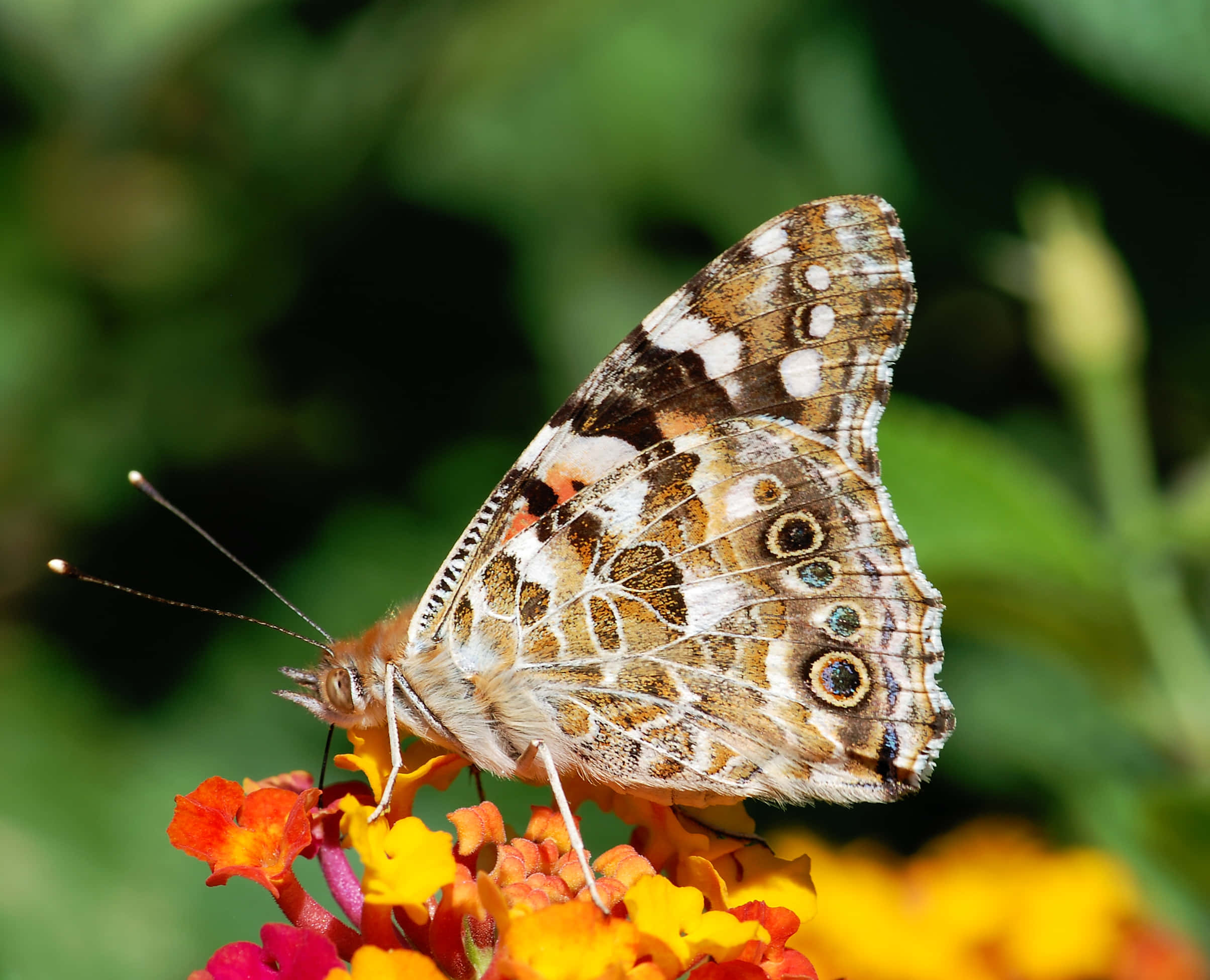 painted lady butterfly, lantana flowers, brown white and orange wings, Full HD Desktop Wallpaper