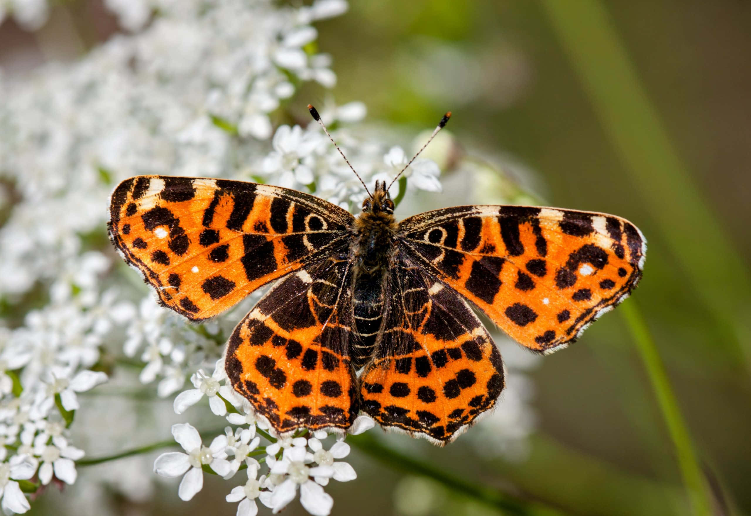 Painted Lady Butterfly, white flowers, orange and black spotted, 2K Desktop Wallpaper