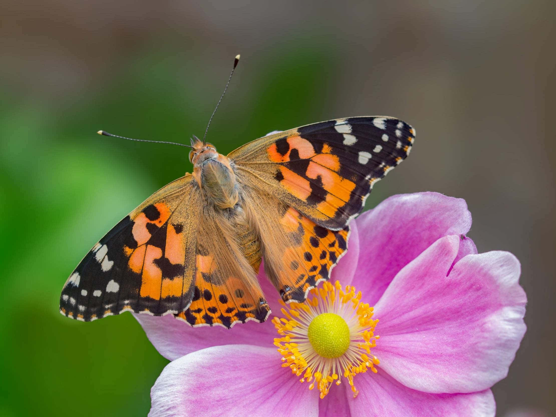 Painted Lady Butterfly, pink flower, vibrant orange, Full HD Desktop Wallpaper