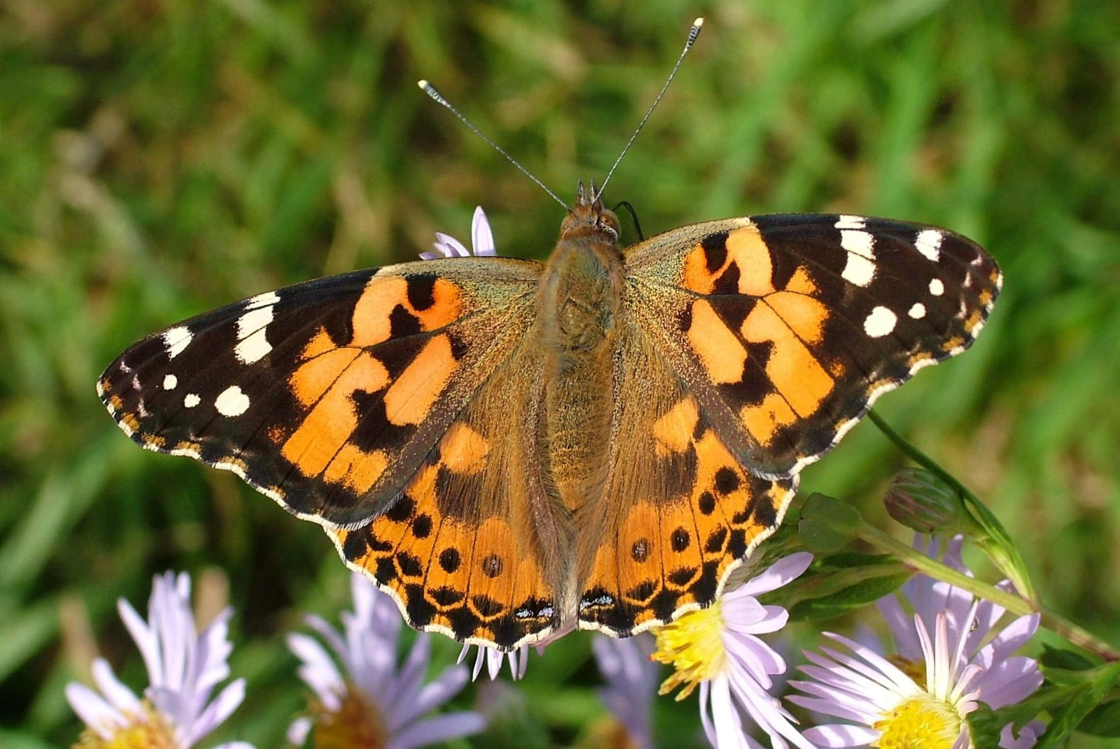 Painted Lady Butterfly, purple asters, soft green grassy backdrop, Full HD Desktop Wallpaper