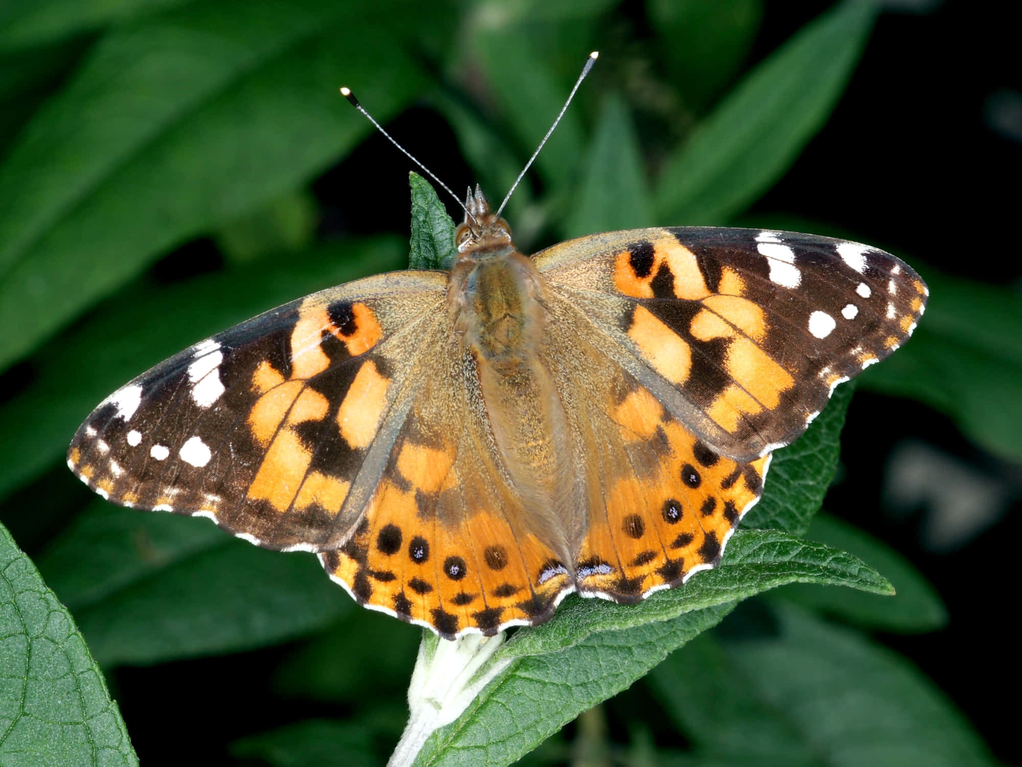 Painted Lady Butterfly, green leaf, vibrant orange brown and white, Full HD Desktop Wallpaper