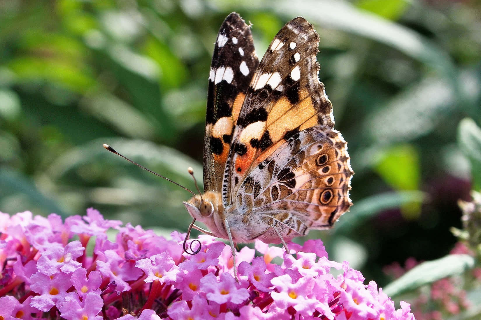 painted lady butterfly, buddleia flowers, bright pink, HD Desktop Wallpaper