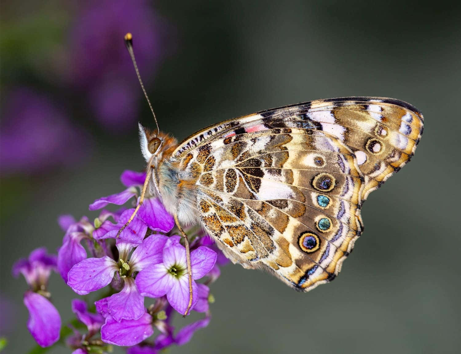 painted lady butterfly, purple flowers, intricate eye spots, HD Desktop Wallpaper
