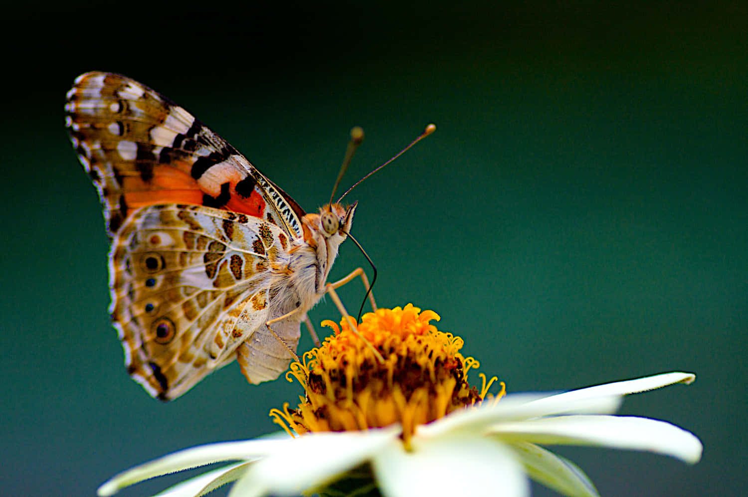 painted lady butterfly, white daisy, bright yellow center, HD Desktop Wallpaper