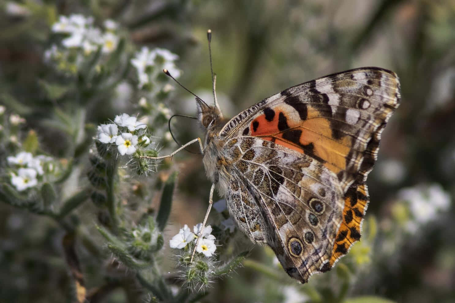 Painted Lady Butterfly, orange brown and black wings, cluster of tiny white flowers, HD Desktop Wallpaper