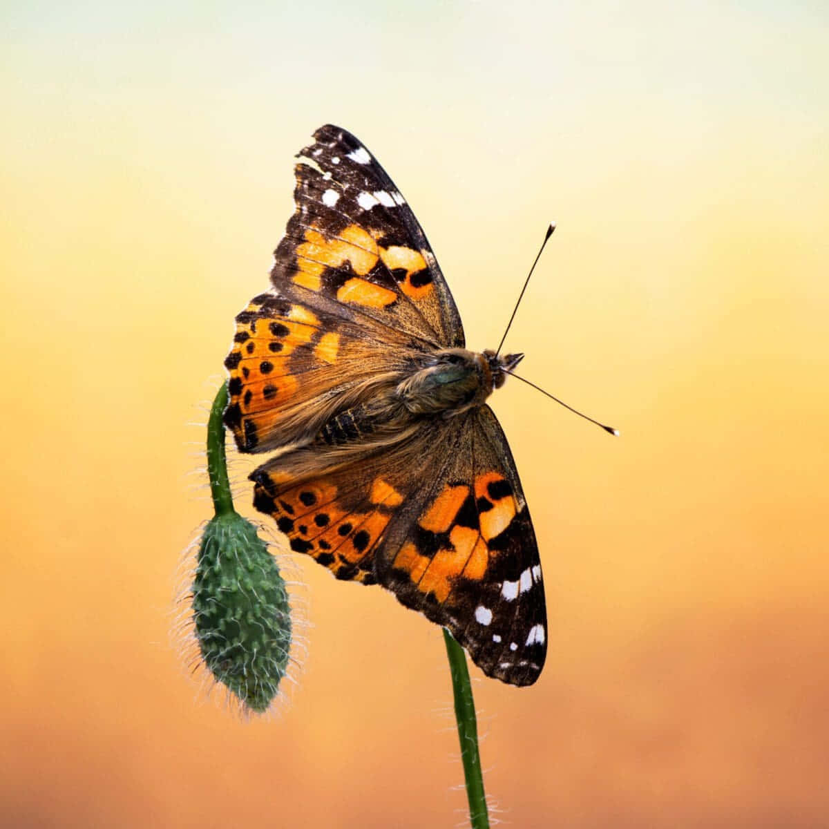 Painted Lady Butterfly, fuzzy green poppy bud, warm golden sunset sky, SD Desktop Wallpaper