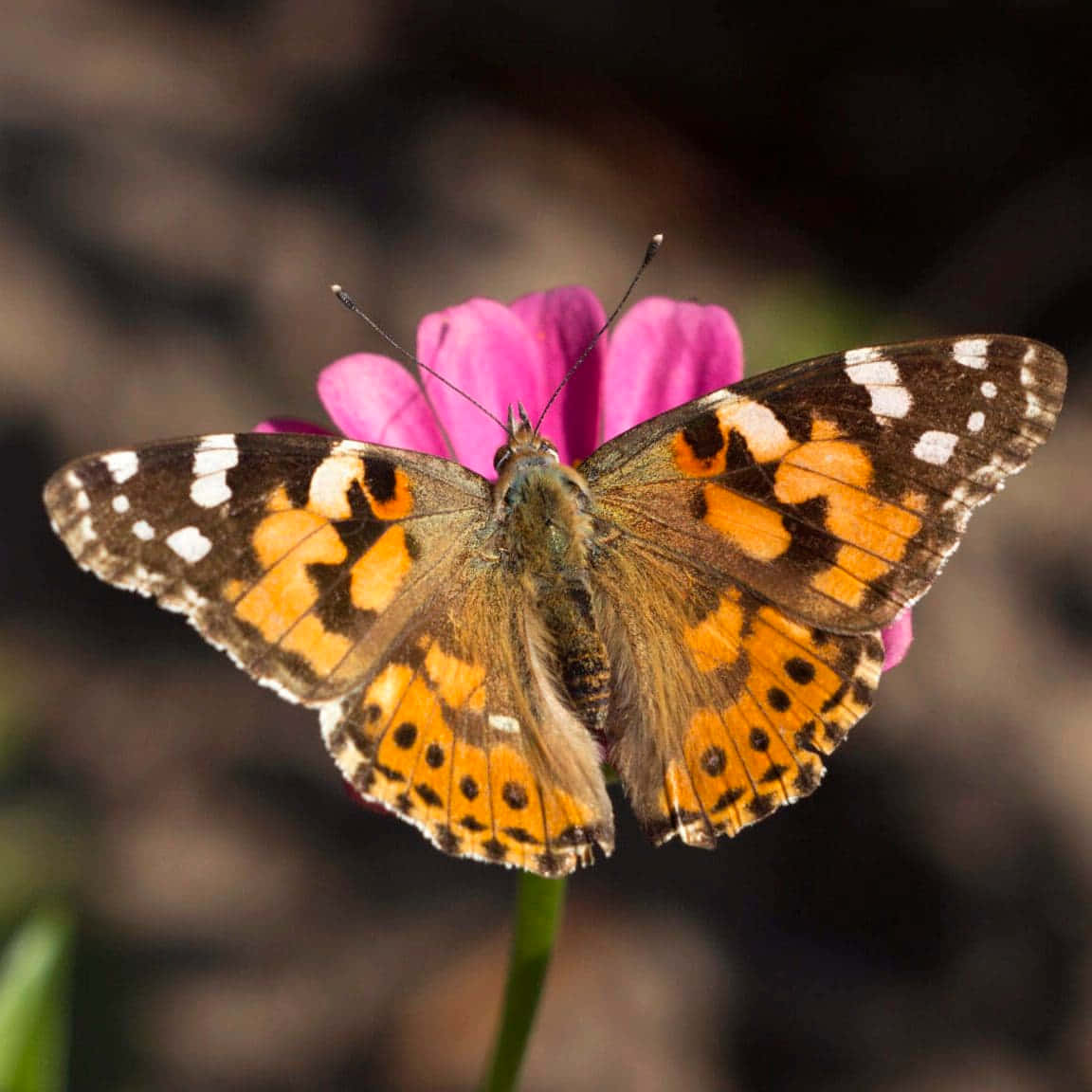Painted Lady Butterfly, pink flower, bright pink flower, SD Desktop Wallpaper