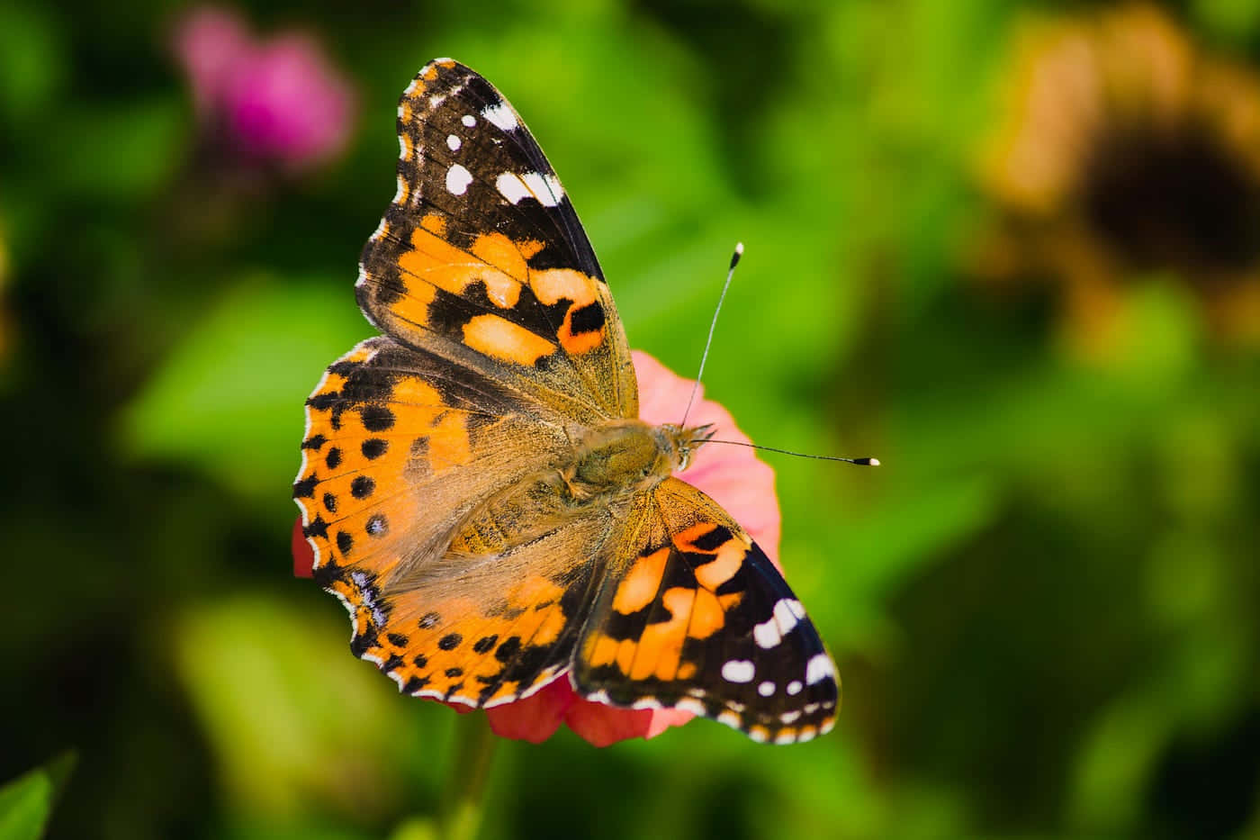 vibrant painted lady butterfly, orange black and white, soft pink flower, HD Desktop Wallpaper