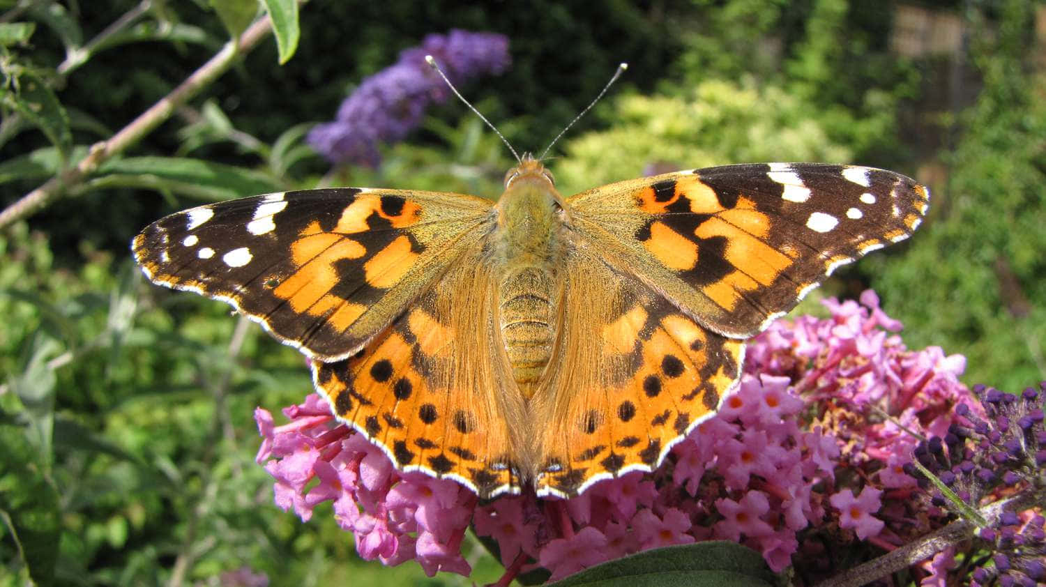 Painted Lady Butterfly, pink flowers, orange and black butterfly, HD Desktop Wallpaper