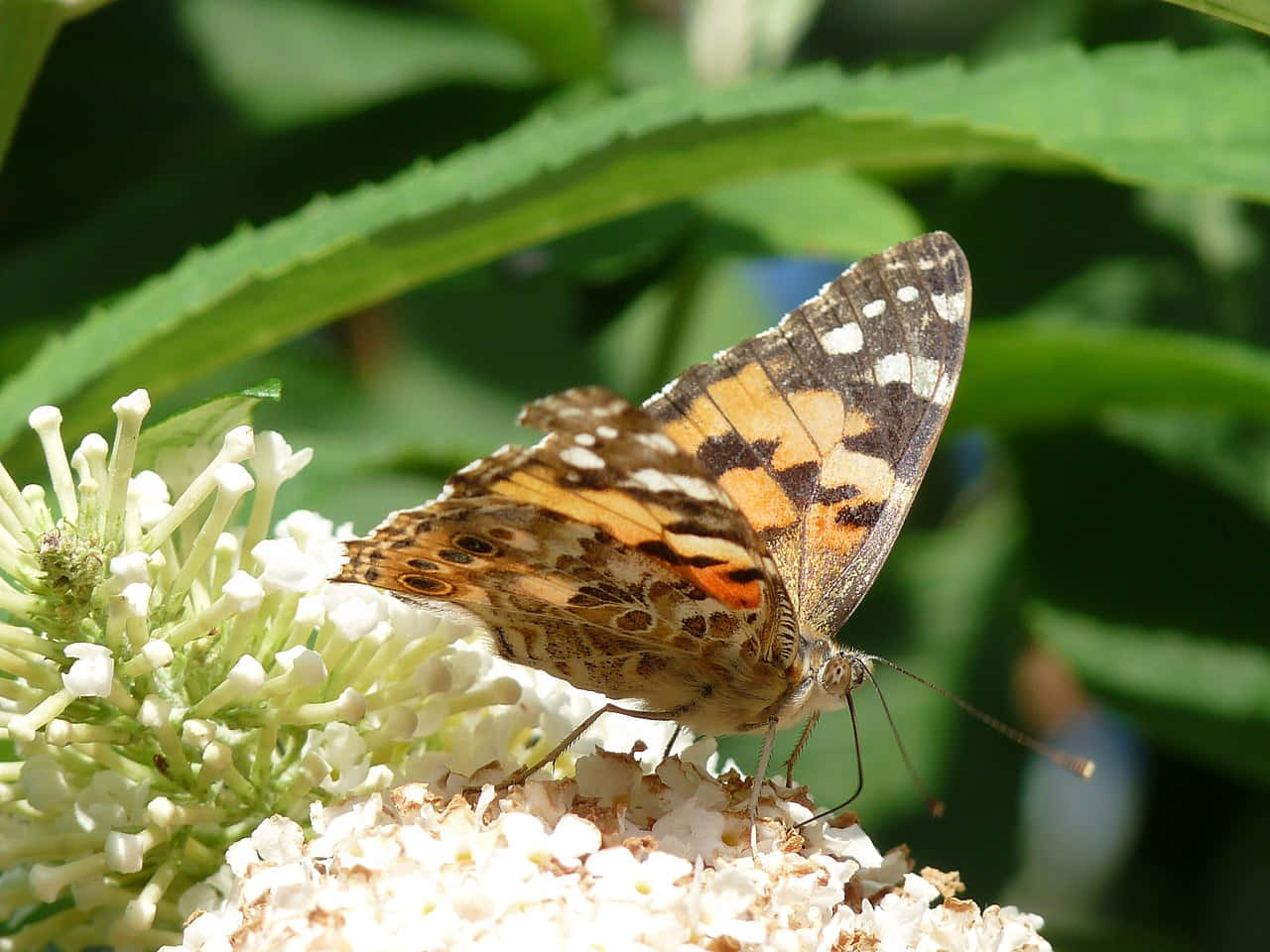 painted lady butterfly, white blossom, orange brown wings, HD Desktop Wallpaper