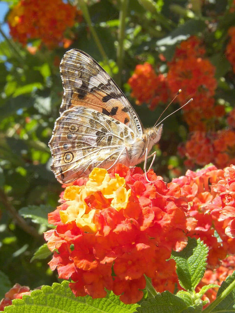 Painted Lady Butterfly, lantana flowers, orange, HD Phone Wallpaper