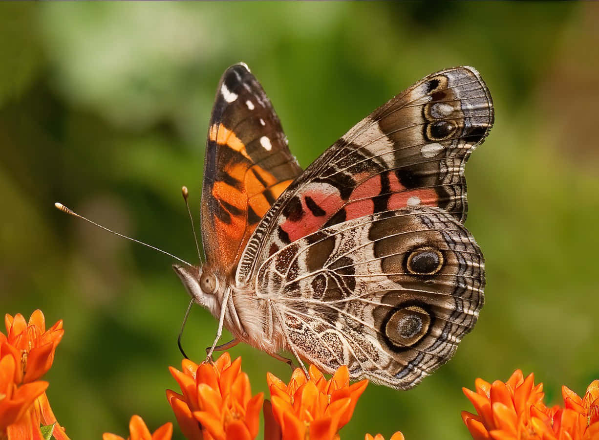 Painted Lady Butterfly, orange flowers, soft green blurred background, SD Desktop Wallpaper