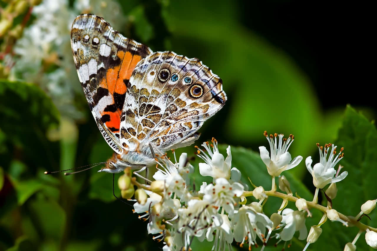 Painted Lady Butterfly, white flowers, orange brown and white wings, HD Desktop Wallpaper