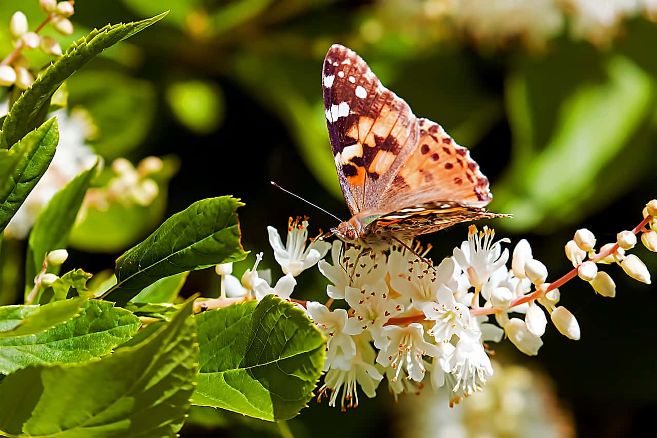 painted lady butterfly, white blossoms, orange brown wings, HD Desktop Wallpaper