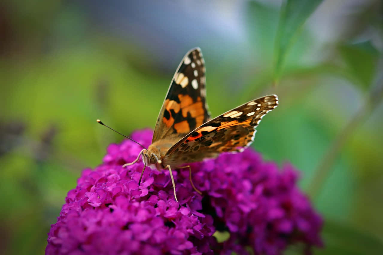 Painted Lady Butterfly, purple flower, orange brown wings, HD Desktop Wallpaper