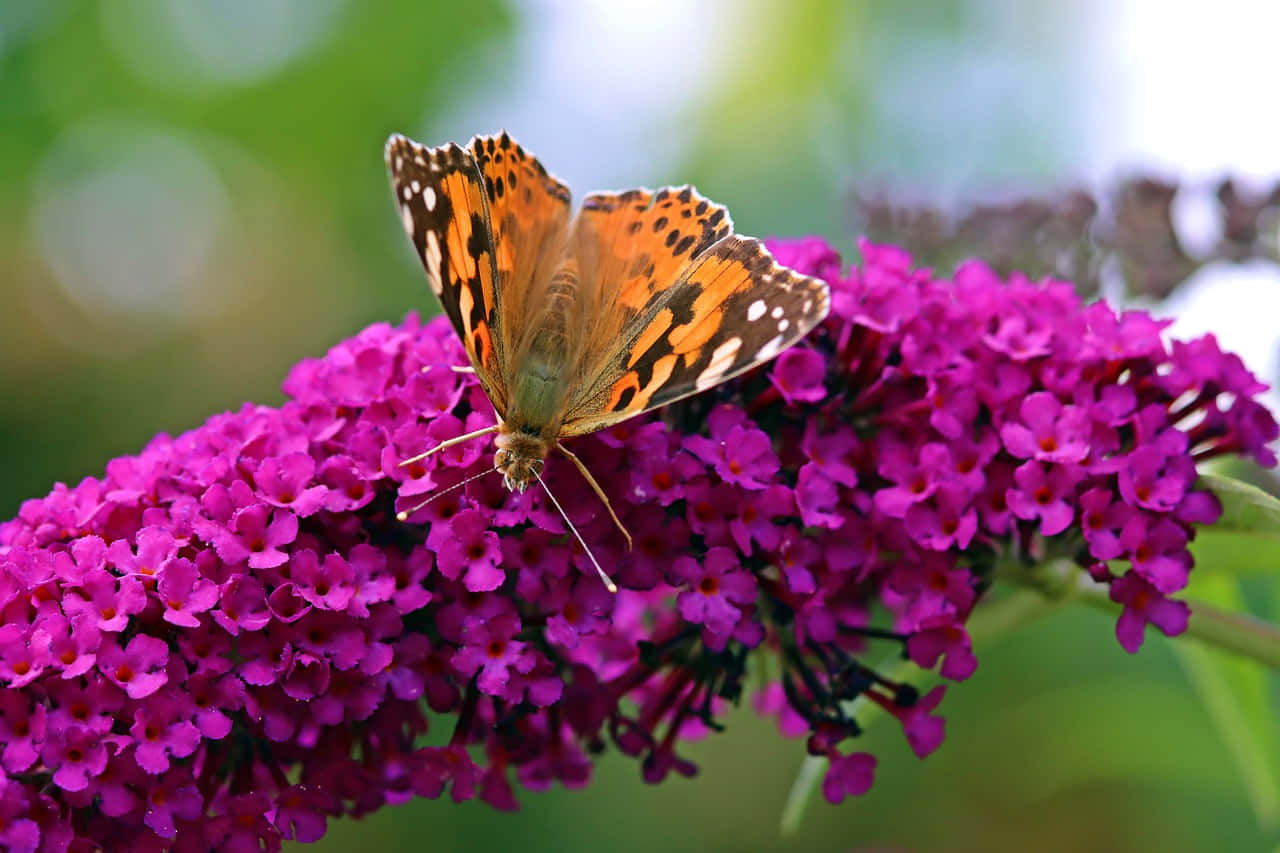 Painted Lady Butterfly, purple flowers, orange and black butterfly, HD Desktop Wallpaper