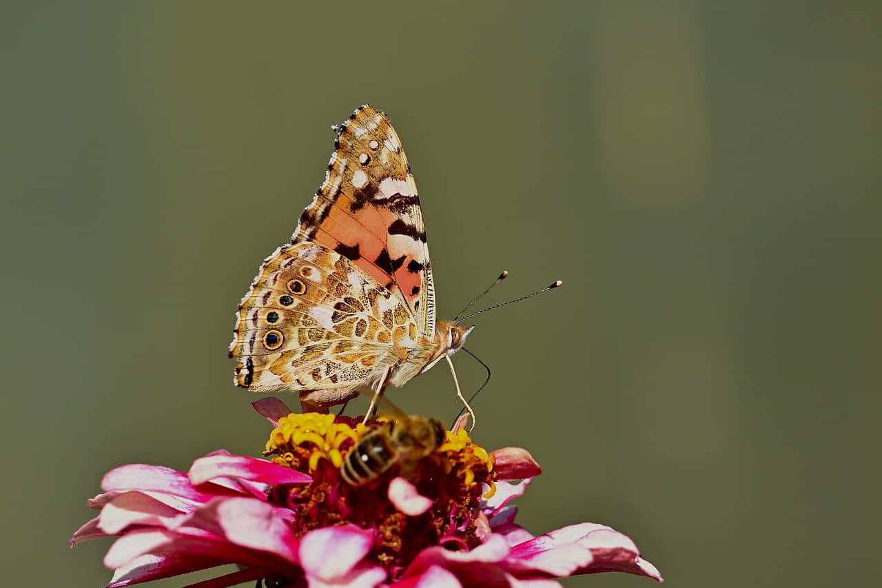 painted lady butterfly, orange brown and white wings, pink zinnia flower, HD Desktop Wallpaper