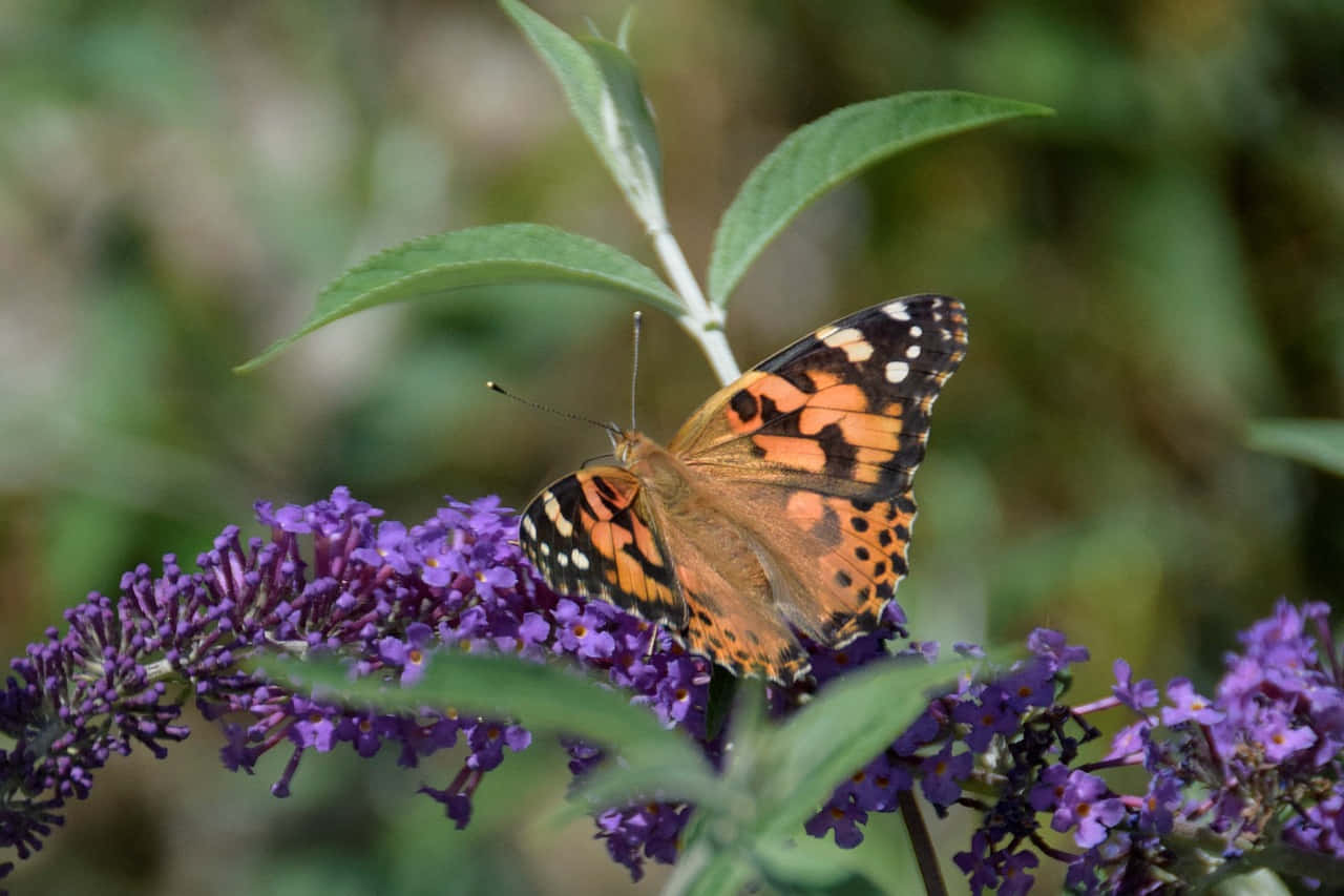 Painted Lady Butterfly, purple flowers, buddleia flowers, HD Desktop Wallpaper
