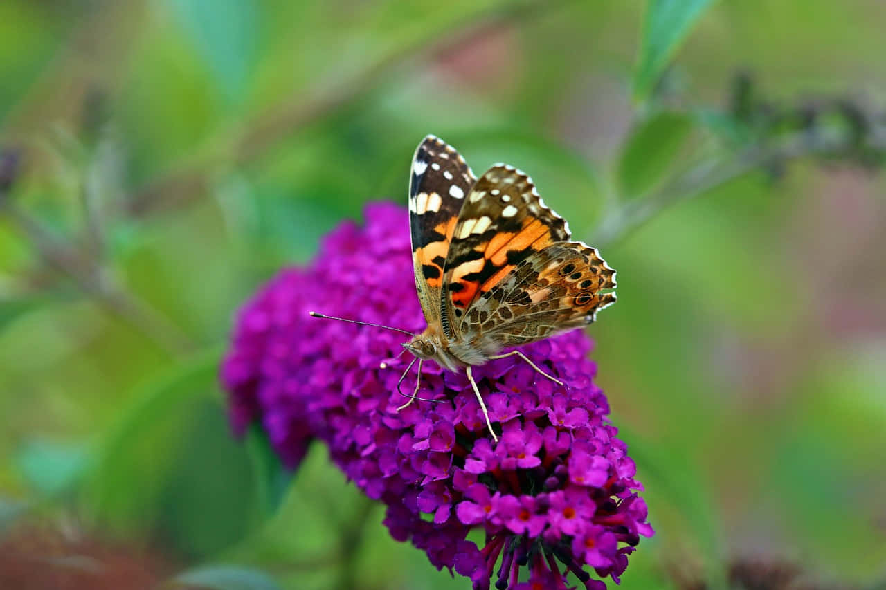 Painted Lady Butterfly, purple flower, vivid purple flowers, HD Desktop Wallpaper
