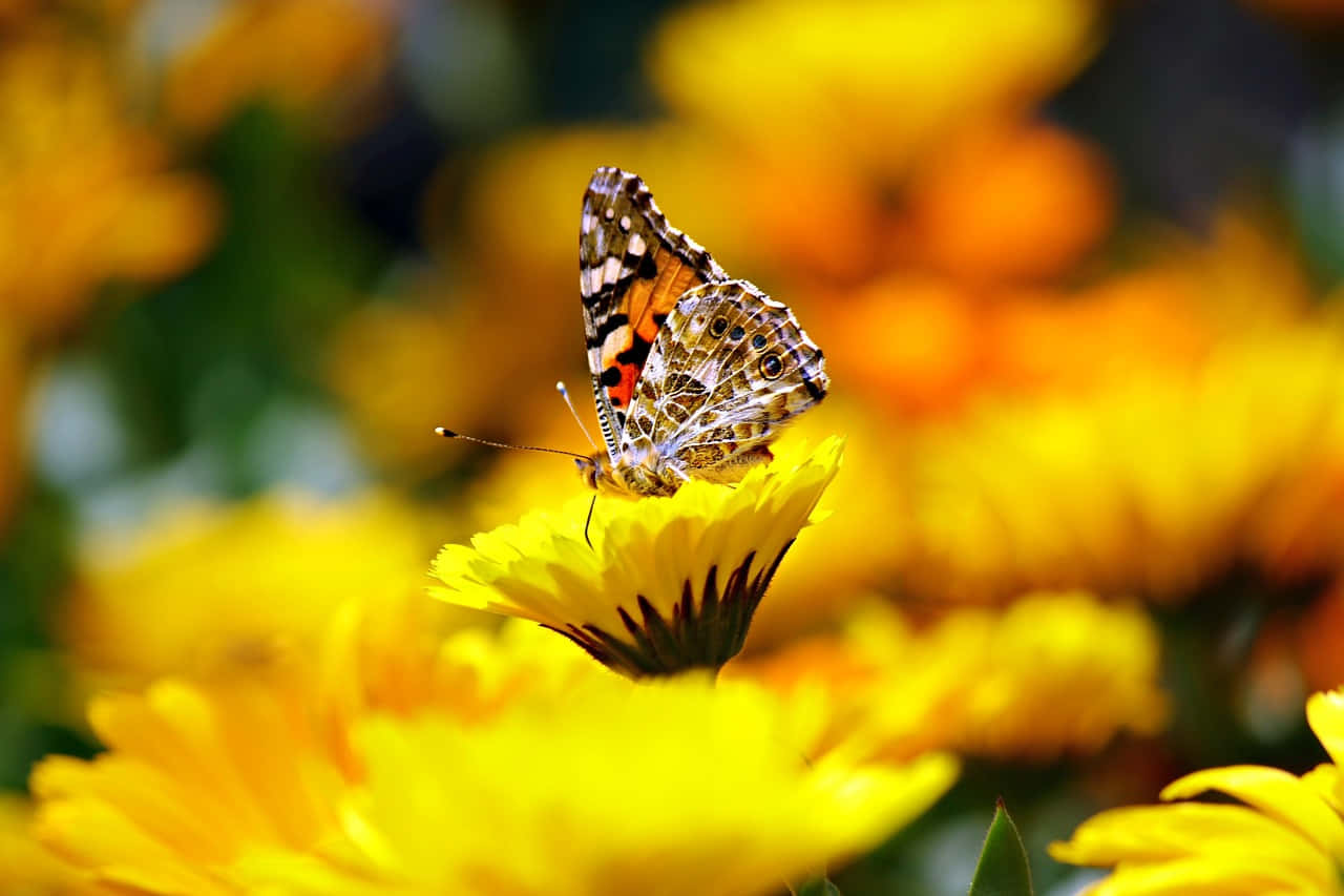 painted lady butterfly, yellow daisy, sunlit field, HD Desktop Wallpaper