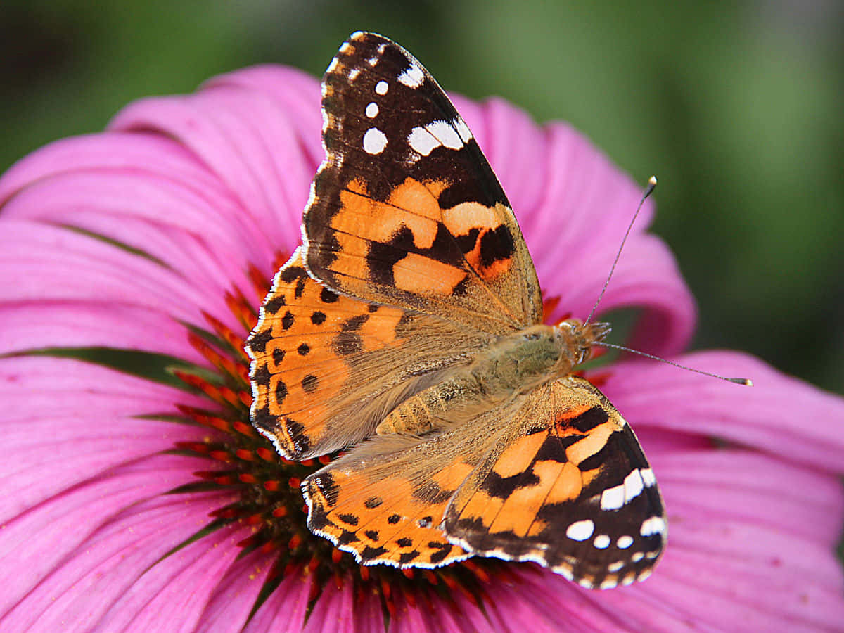 Painted Lady Butterfly, pink flower, bright pink coneflower, SD Desktop Wallpaper