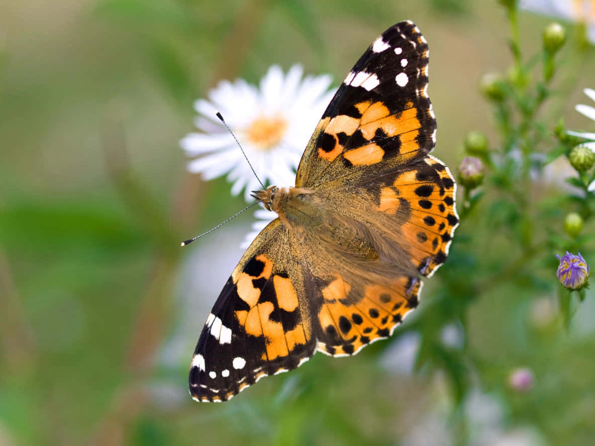 Painted Lady Butterfly, white daisy, lush green meadow, SD Desktop Wallpaper