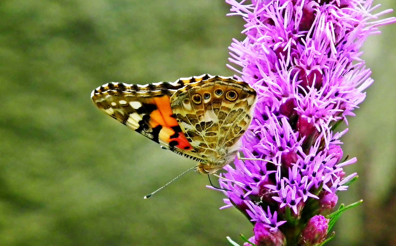 painted lady butterfly, purple blazing star flower, spiky purple flower, HD Desktop Wallpaper