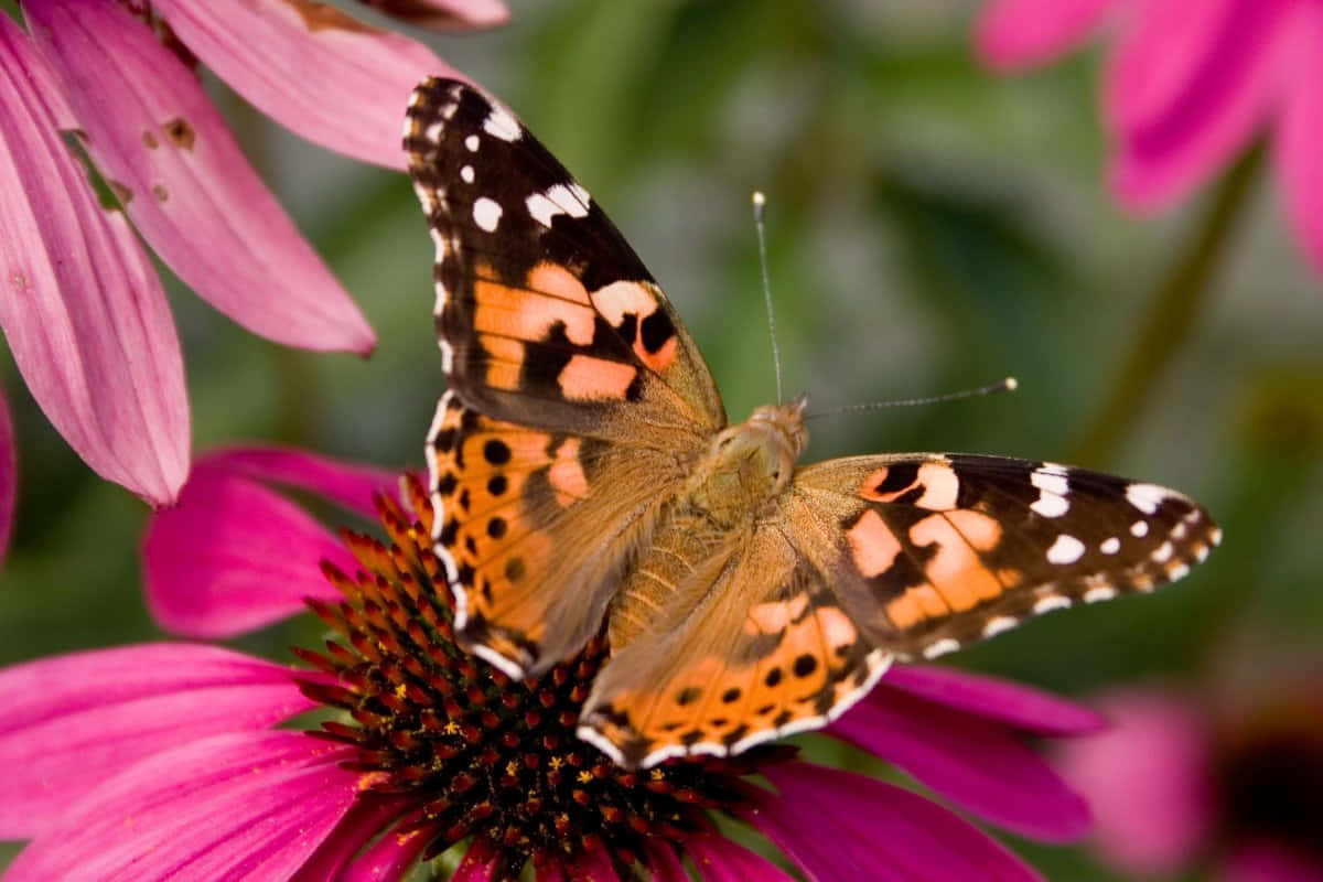 Painted Lady Butterfly, coneflower, vibrant pink, SD Desktop Wallpaper