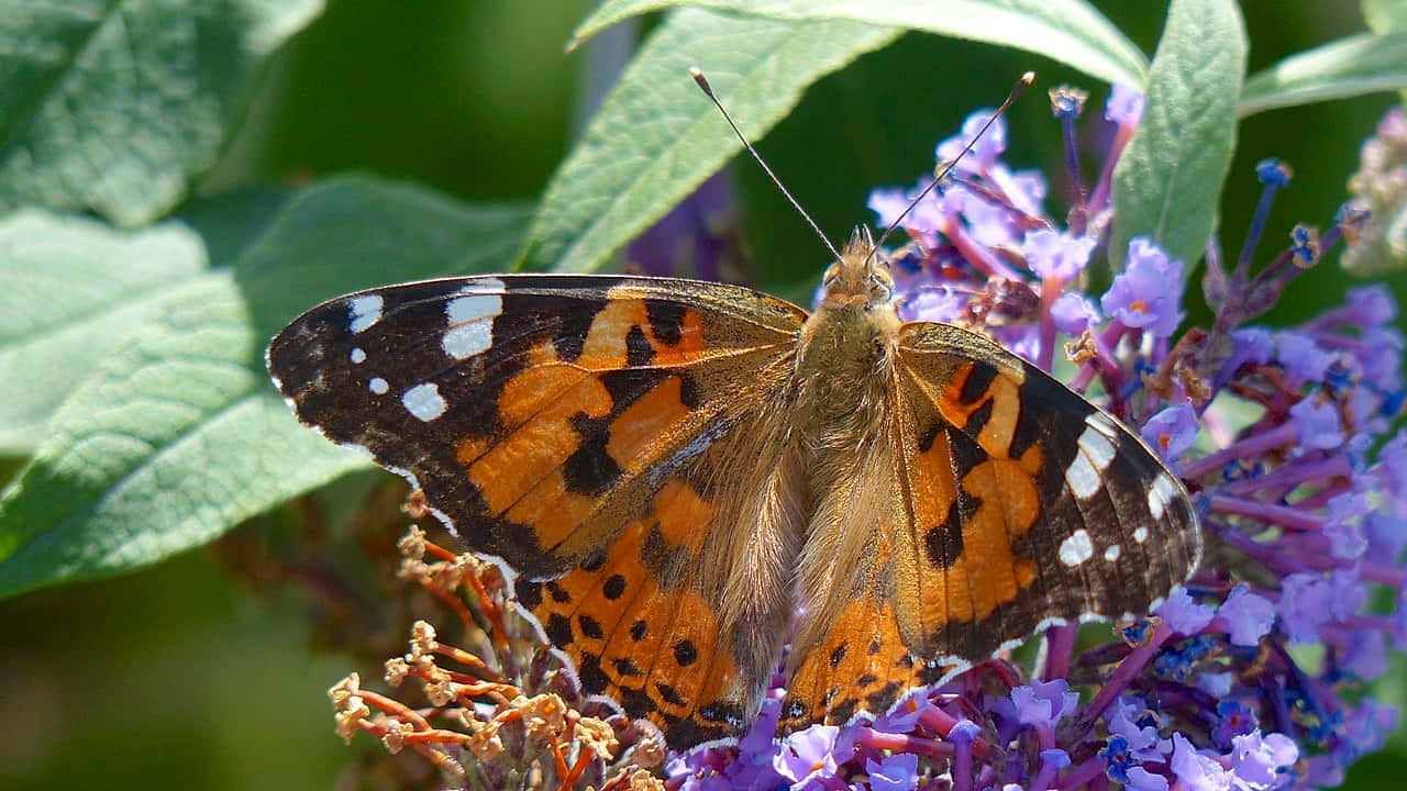 painted lady butterfly, purple buddleia flowers, orange black and white wings, HD Desktop Wallpaper