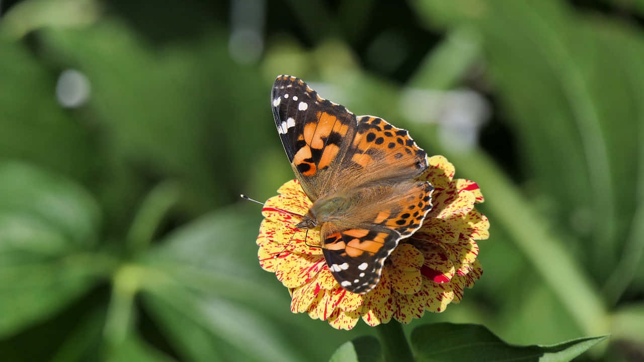 Painted Lady Butterfly, orange black and white butterfly, yellow red speckled flower, HD Desktop Wallpaper