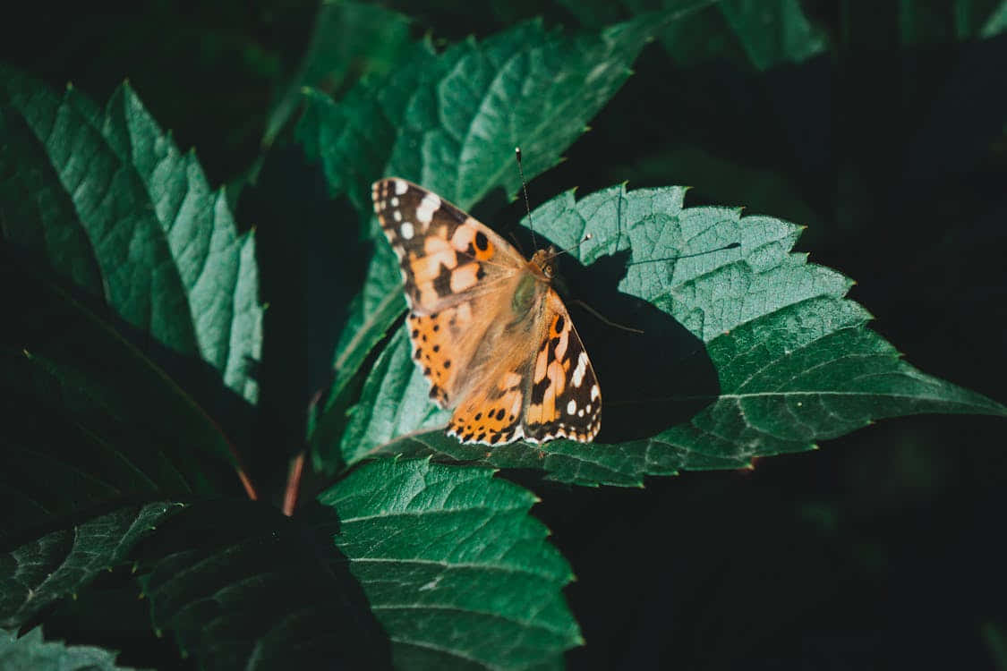 Painted Lady Butterfly, green leaf, orange brown and white wings, SD Desktop Wallpaper