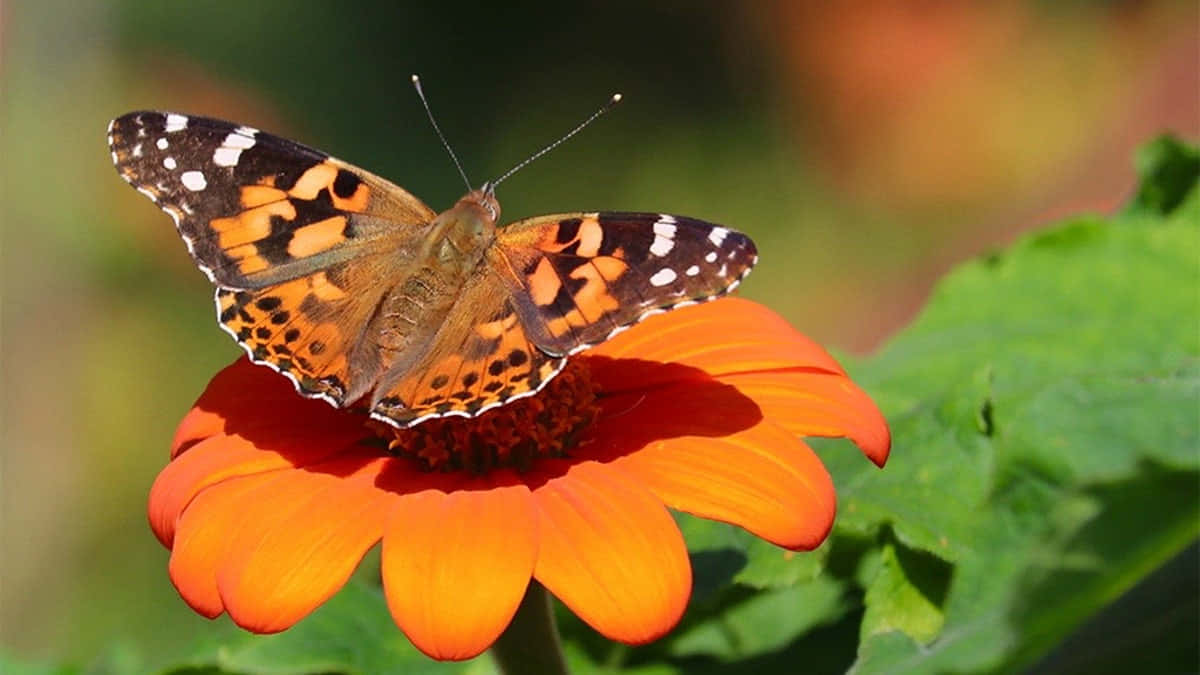 painted lady butterfly, orange zinnia flower, vibrant orange, SD Desktop Wallpaper