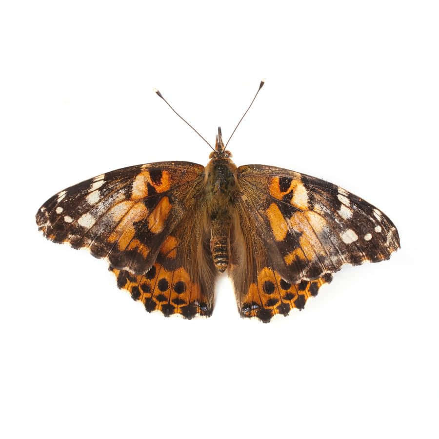 Painted Lady Butterfly, orange brown and white, intricate spotted wings, SD Desktop Wallpaper