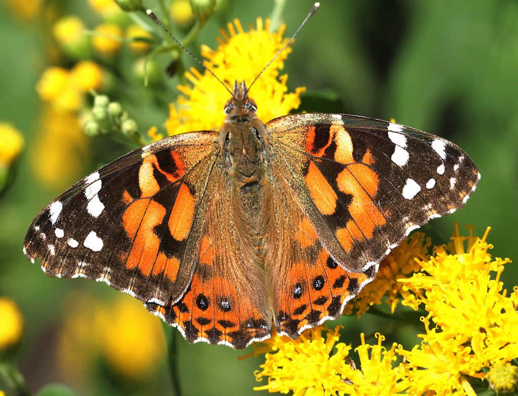 Painted Lady Butterfly, yellow flowers, goldenrod flowers, SD Desktop Wallpaper