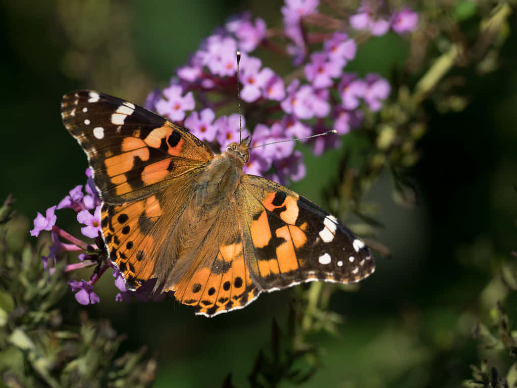 Painted Lady Butterfly, purple buddleia flowers, vibrant orange black and white, SD Desktop Wallpaper