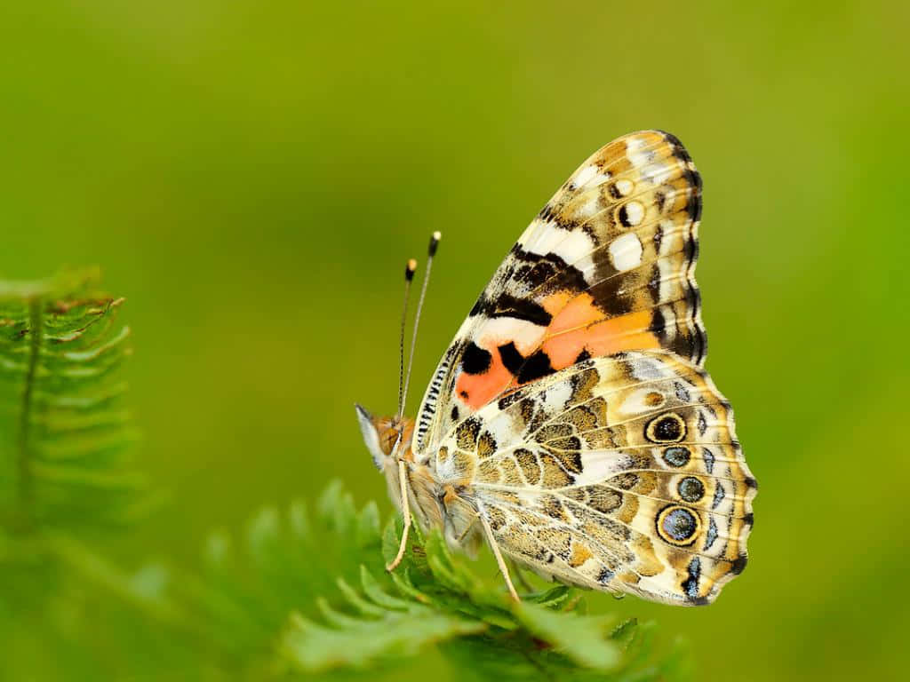 Painted Lady Butterfly, fern, orange brown, SD Desktop Wallpaper