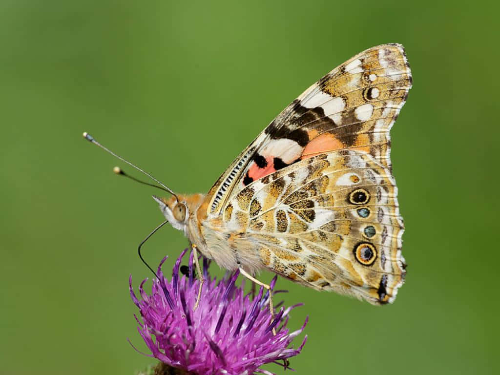 painted lady butterfly, thistle, orange brown and white wings, SD Desktop Wallpaper