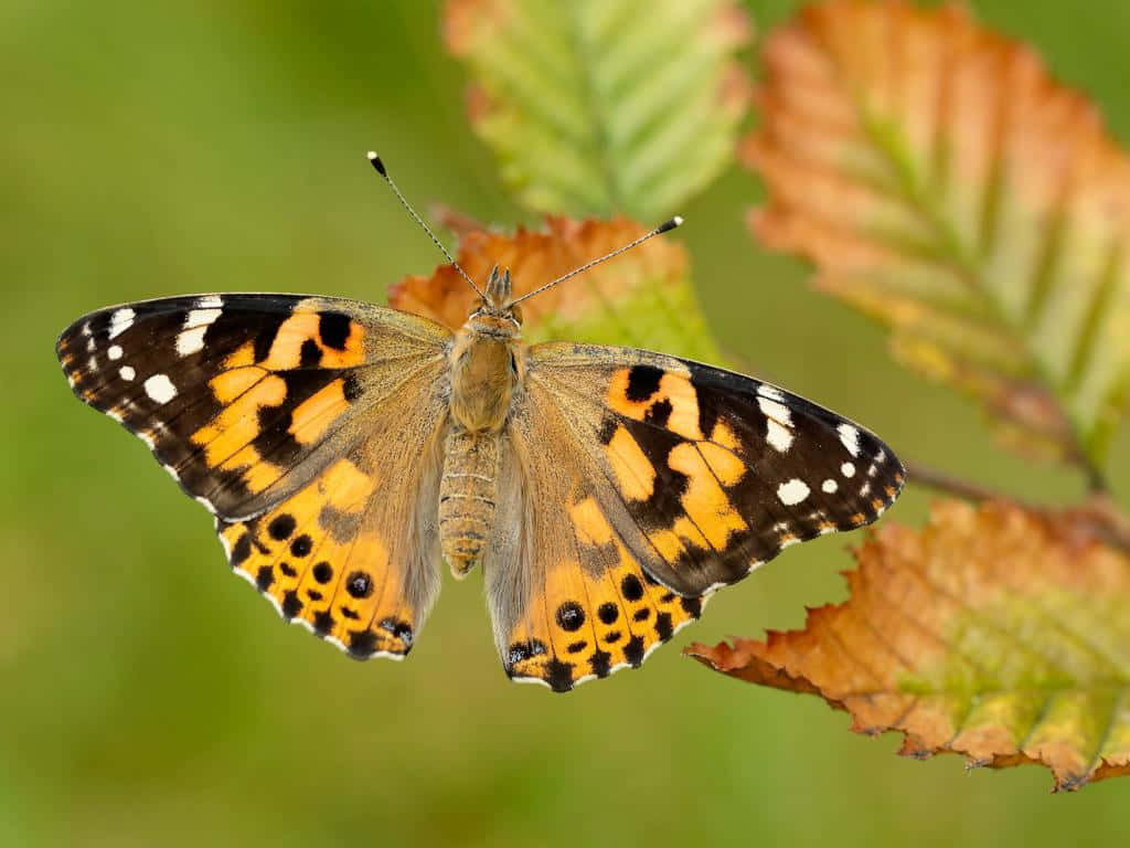 Painted Lady Butterfly, orange, black, SD Desktop Wallpaper