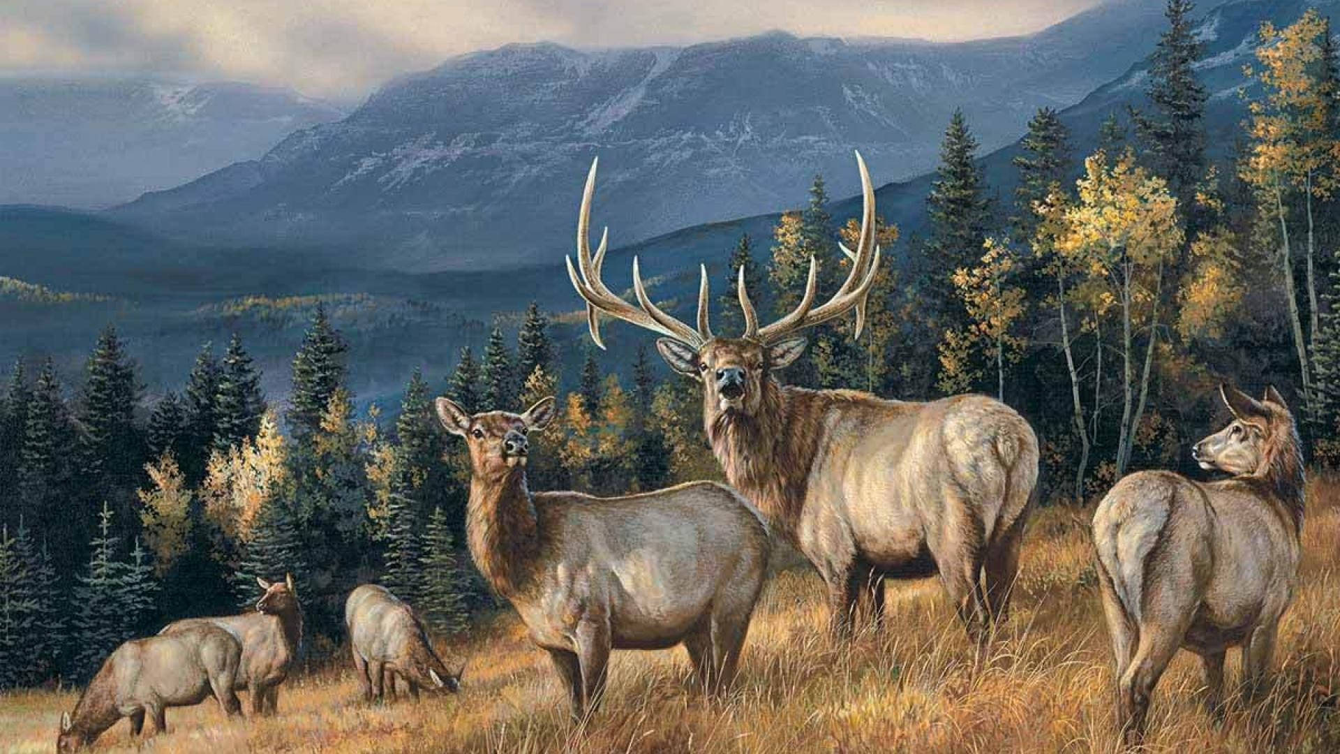 elk, golden meadow, snow-capped mountains, Full HD Desktop Wallpaper