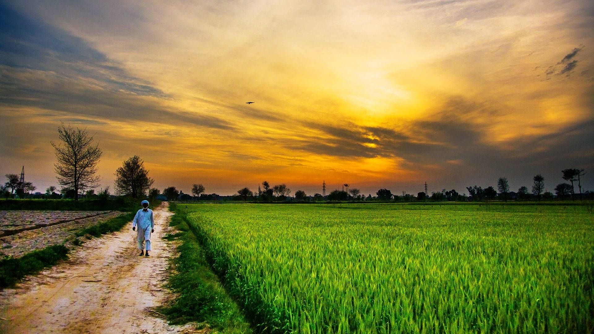 Pakistan, dirt path, vibrant green rice fields, Full HD Desktop Wallpaper