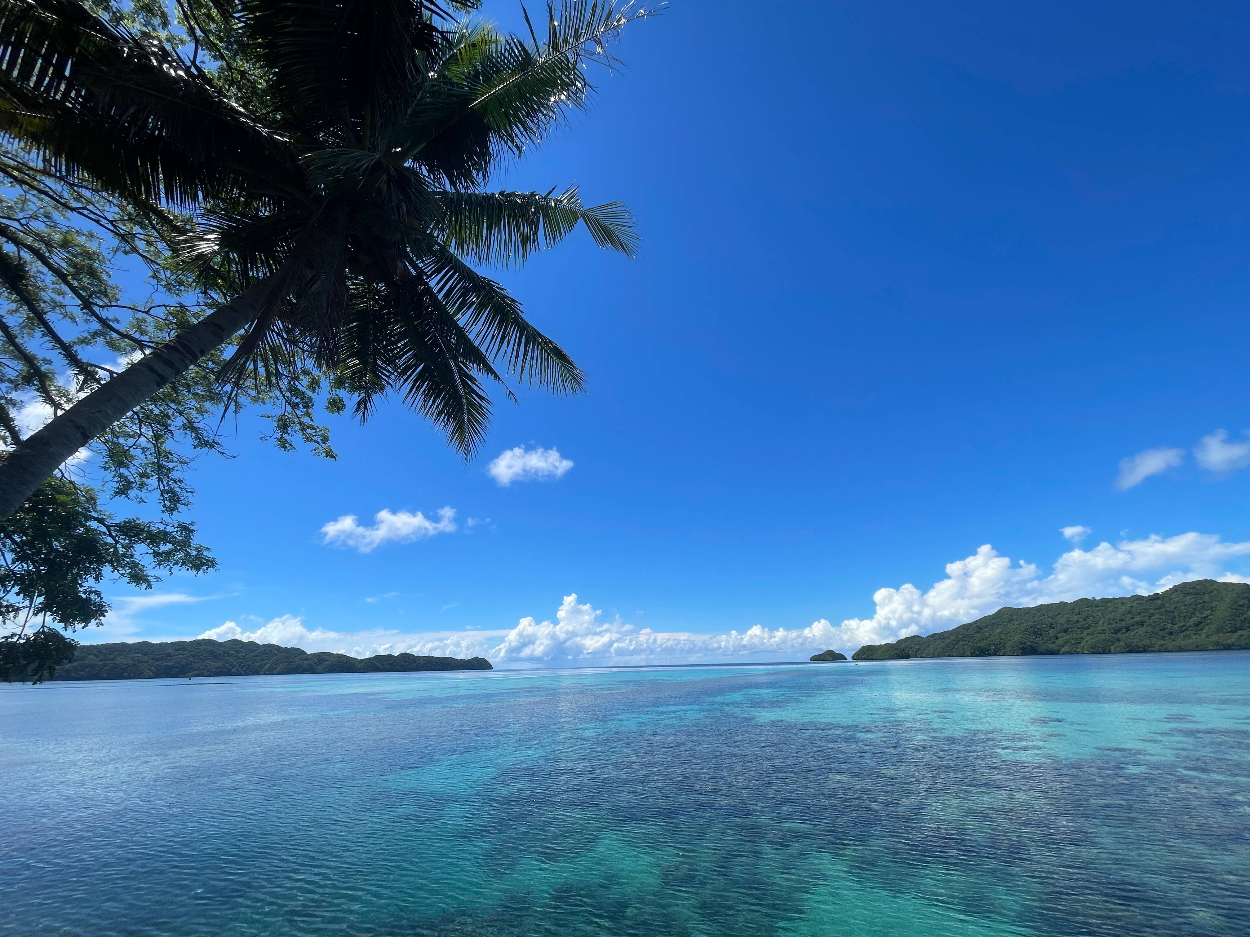 Palau, palm tree, tropical lagoon, 4K Desktop Wallpaper