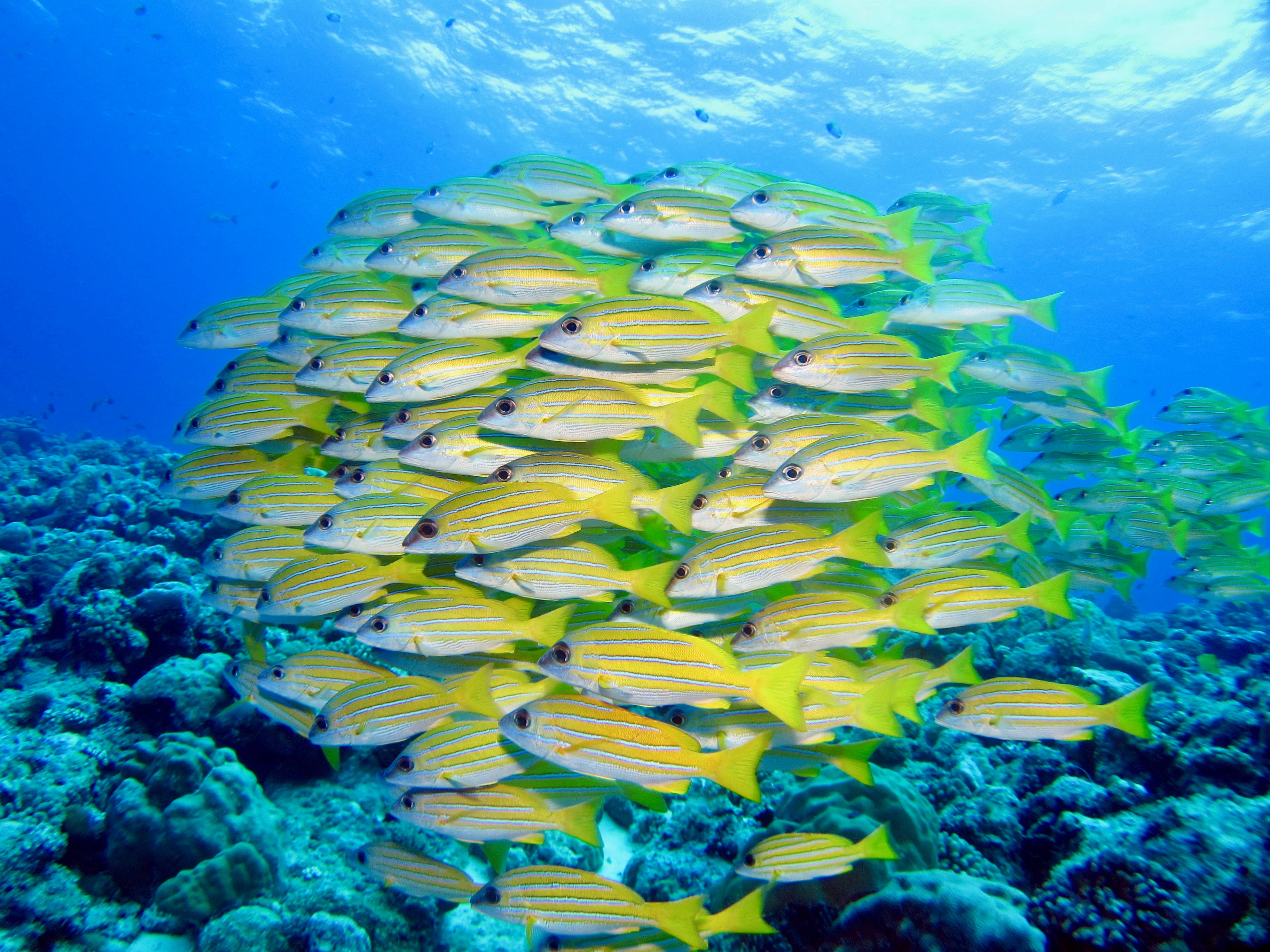 Palau, school of yellowtail, yellow striped fish, 2K Desktop Wallpaper