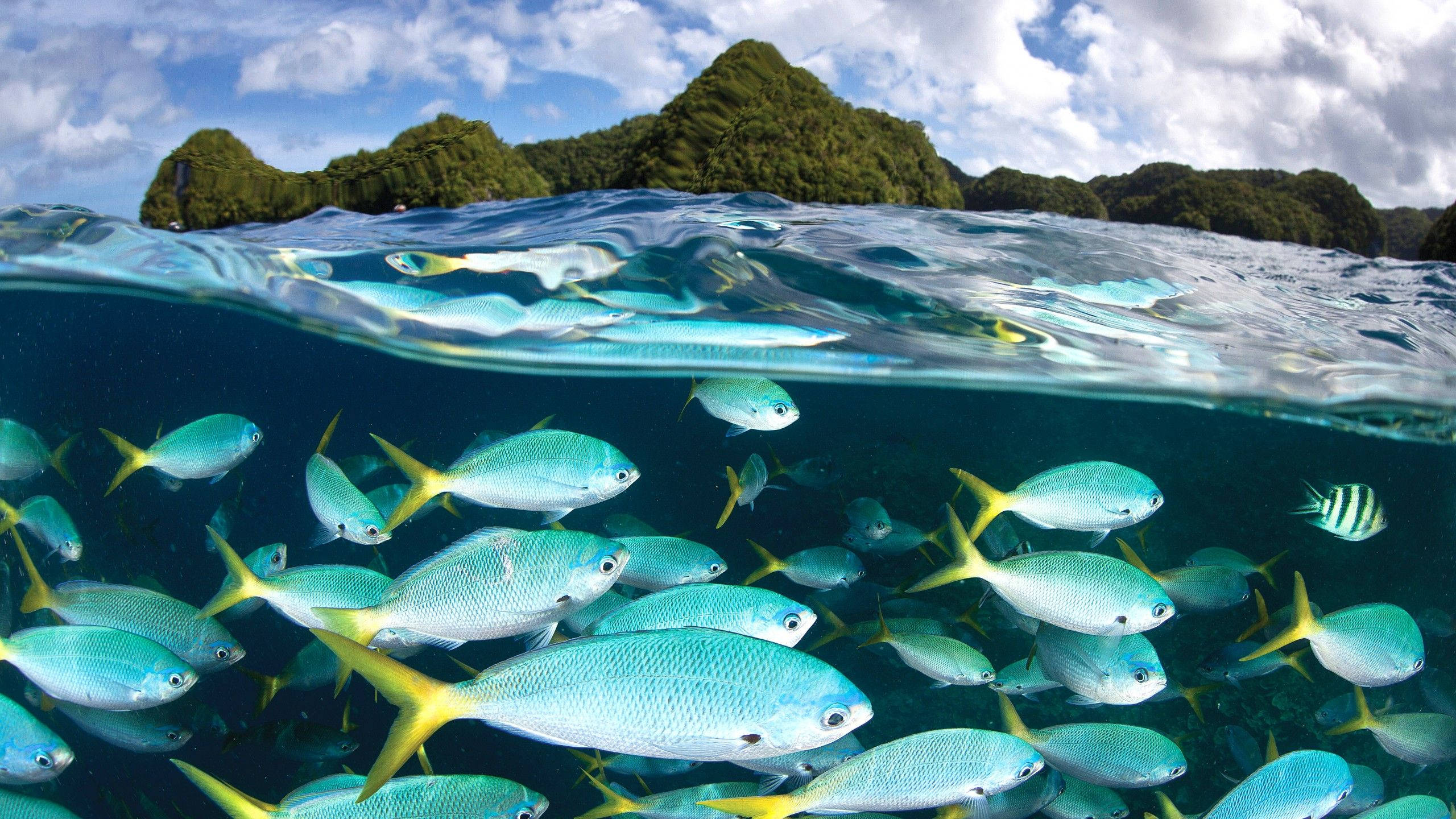 Palau, school of Caesio teres, turquoise fish, 2K Desktop Wallpaper