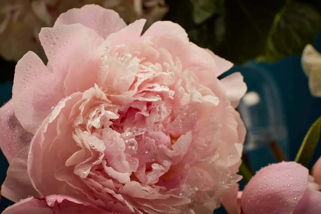 Pale pink