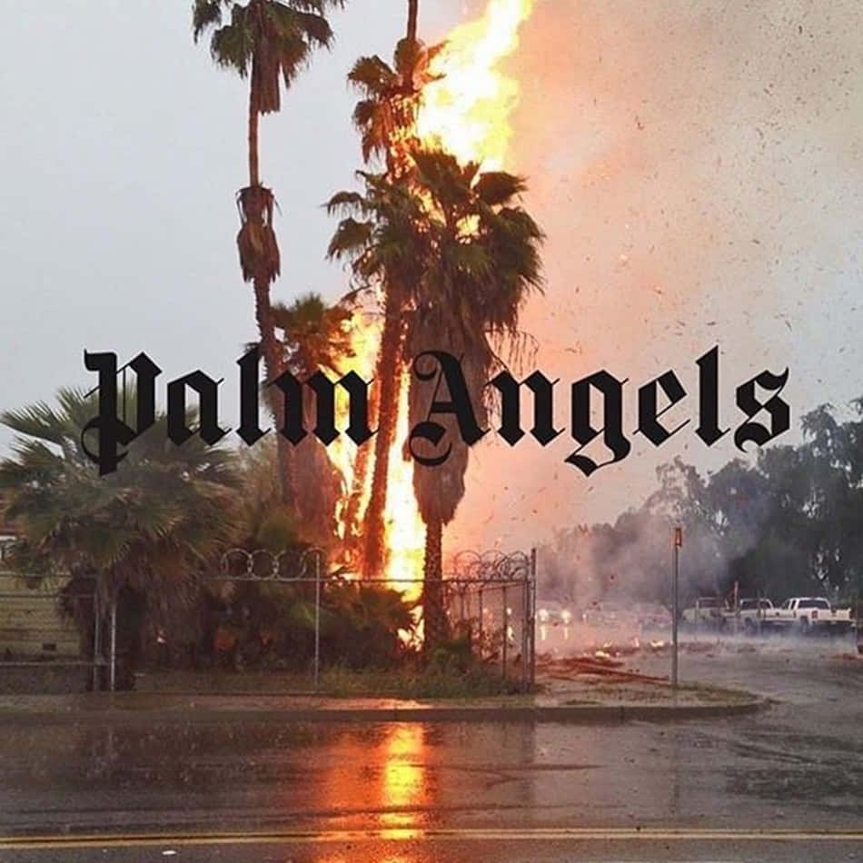 Palm Angels, Palm trees, flames, SD Desktop Wallpaper